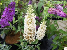 Buddleja 'Buzz' -R-  -Zwergschmetterlingsstrauch / Zwergsommerflieder-