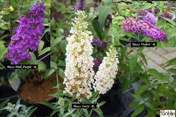 Buddleja 'Buzz' -R-  -Zwergschmetterlingsstrauch / Zwergsommerflieder-