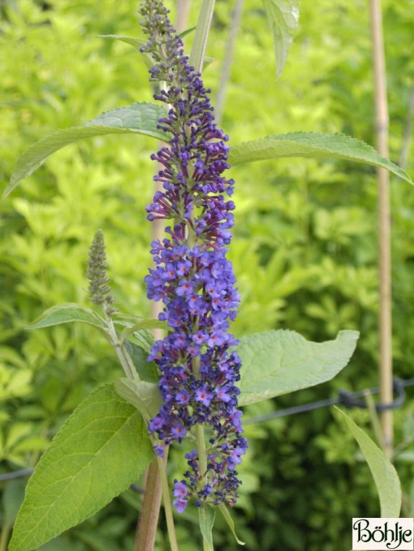 Buddleja davidii 'Empire Blue' -Schmetterlingsstrauch-