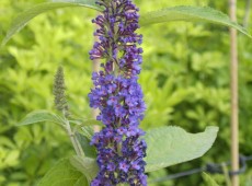 Buddleja davidii 'Empire Blue' -Schmetterlingsstrauch-