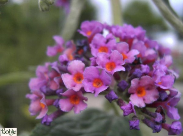 Buddleja davidii 'Flower Power' ® -Schmetterlingsstrauch-