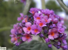 Buddleja davidii 'Flower Power' ® -Schmetterlingsstrauch-