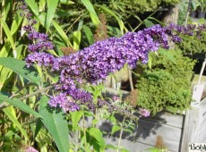 Buddleja davidii 'Ile de France' -Schmetterlingsstrauch-