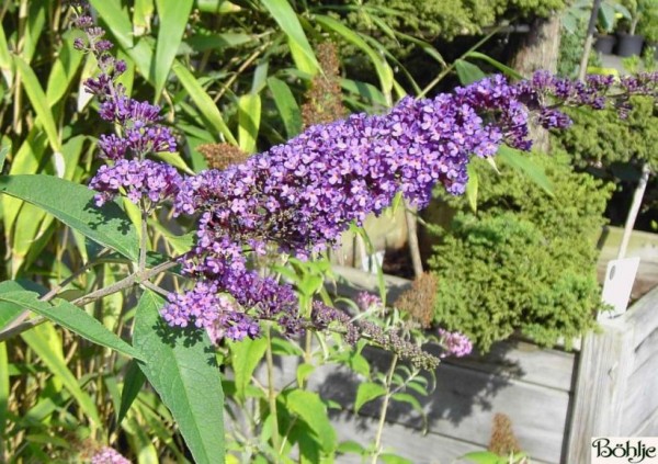 Buddleja davidii 'Ile de France' -Schmetterlingsstrauch-