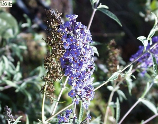 Buddleja davidii 'Nanho Blue' -Schmetterlingsstrauch-