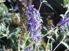 Buddleja davidii 'Nanho Blue' -Schmetterlingsstrauch-