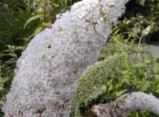 Buddleja davidii 'Peace' -Schmetterlingsstrauch-