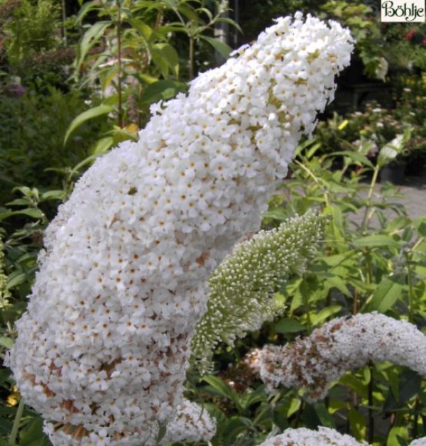 Buddleja davidii 'Peace' -Schmetterlingsstrauch-