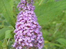 Buddleja davidii 'Pink Delight' -Schmetterlingsstrauch-