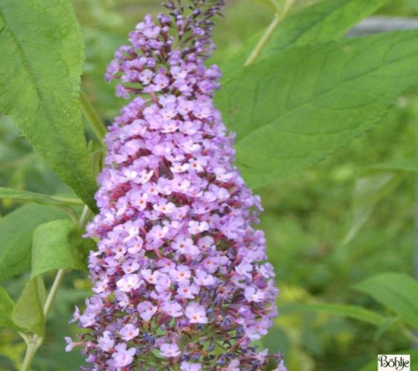 Buddleja davidii 'Pink Delight' -Schmetterlingsstrauch-