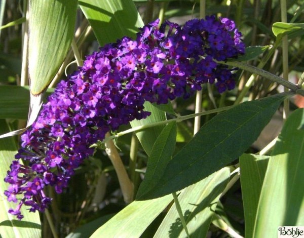 Buddleja davidii 'Royal Red' -Schmetterlingsstrauch-