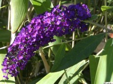 Buddleja davidii 'Royal Red' -Schmetterlingsstrauch-