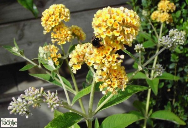 Buddleja weyeriana 'Sungold' -Schmetterlingsstrauch-