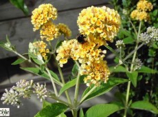 Buddleja weyeriana 'Sungold' -Schmetterlingsstrauch-