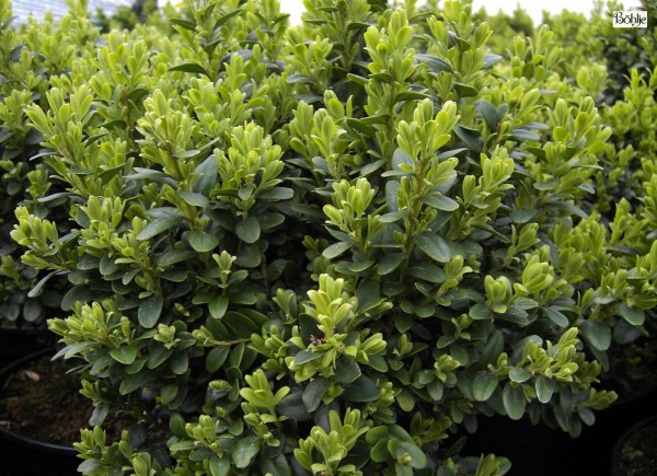 Buxus sempervirens 'Blauer Heinz'