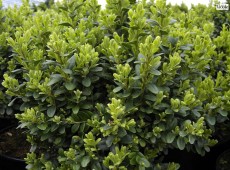 Buxus sempervirens 'Blauer Heinz'