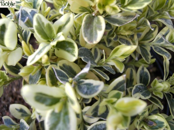 Buxus sempervirens 'Elegantissima' 