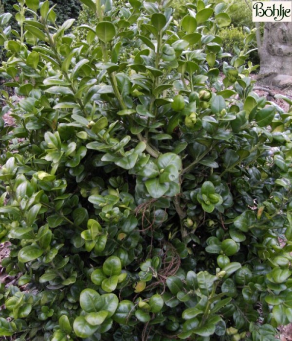 Buxus sempervirens 'Rotundifolia' 