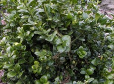 Buxus sempervirens 'Rotundifolia' 