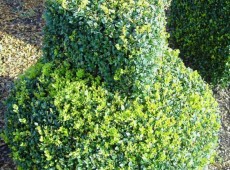 Buxus sempervirens var. arborescens -Buchsbaum-