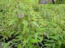 Callicarpa bodinieri 'Profusion' -Schönfrucht / Liebesperlenstrauch-