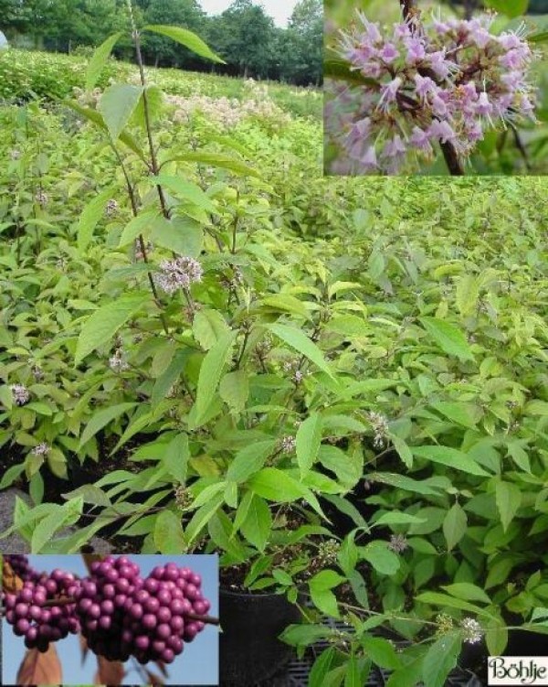 Callicarpa bodinieri 'Profusion' -Schönfrucht / Liebesperlenstrauch-