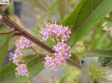 Callicarpa dichotoma 'Issai' -Schönfrucht / Liebesperlenstrauch-