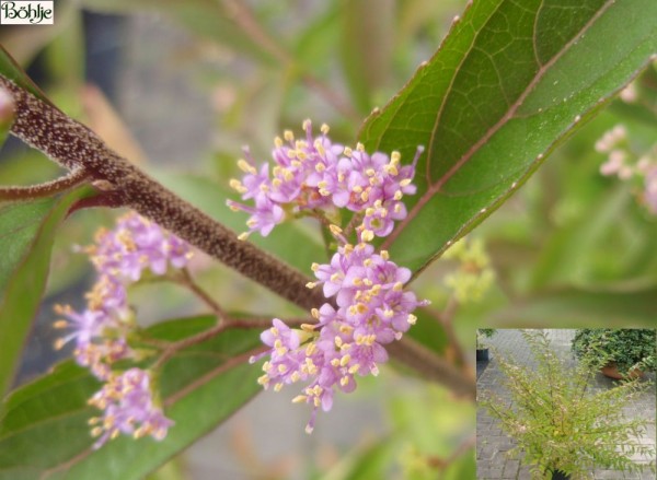 Callicarpa dichotoma 'Issai' -Schönfrucht / Liebesperlenstrauch-