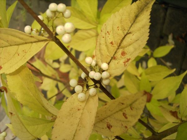 Callicarpa japonica 'Leucocarpa' -Schönfrucht / Liebesperlenstrauch-