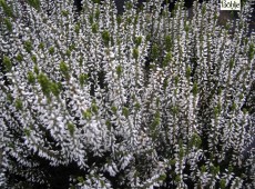 Calluna vulgaris 'Alicia' -S-