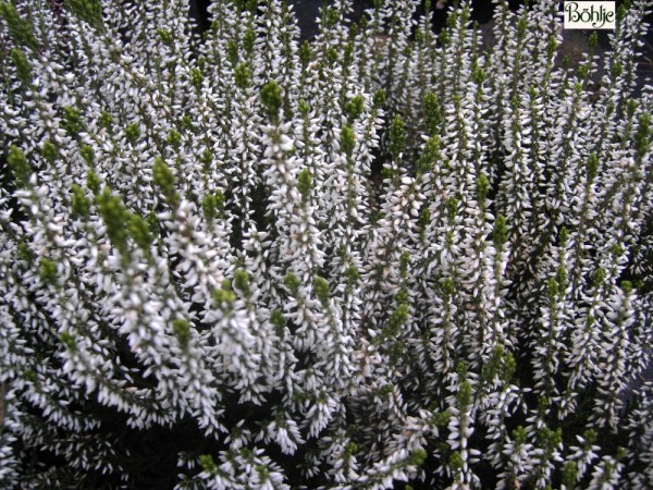 Calluna vulgaris 'Alicia' -S-