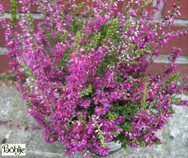 Calluna vulgaris 'Allegro'