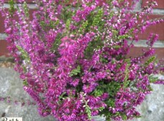 Calluna vulgaris 'Allegro'