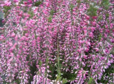 Calluna vulgaris 'Amethyst'