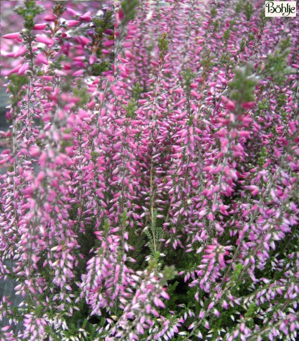 Calluna vulgaris 'Amethyst'