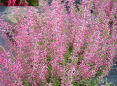 Calluna vulgaris 'Angie' -S-