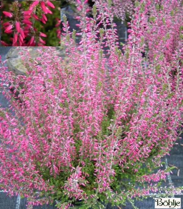 Calluna vulgaris 'Angie' -S-