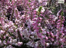 Calluna vulgaris 'Annabel'