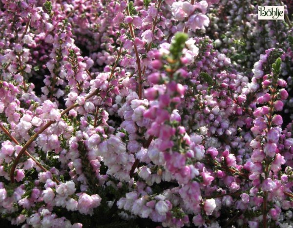 Calluna vulgaris 'Annabel'