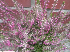 Calluna vulgaris 'Annemarie'