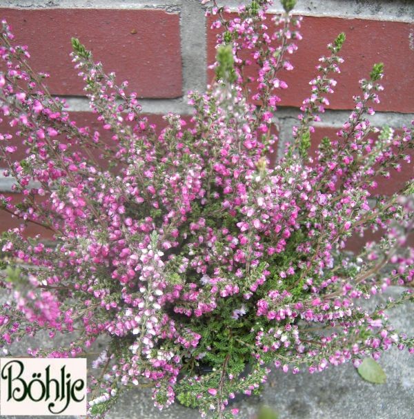 Calluna vulgaris 'Annemarie'