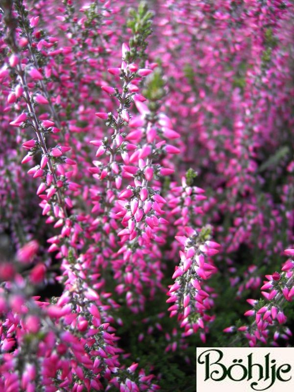 Calluna vulgaris 'Aphrodite' -S-