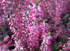 Calluna vulgaris 'Aphrodite' -S-