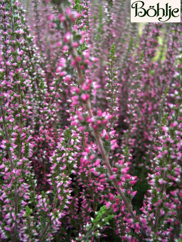 Calluna vulgaris 'Athene' -S-