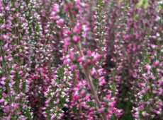 Calluna vulgaris 'Athene' -S-