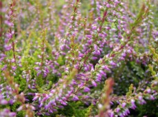 Calluna vulgaris 'Bonita' -S-