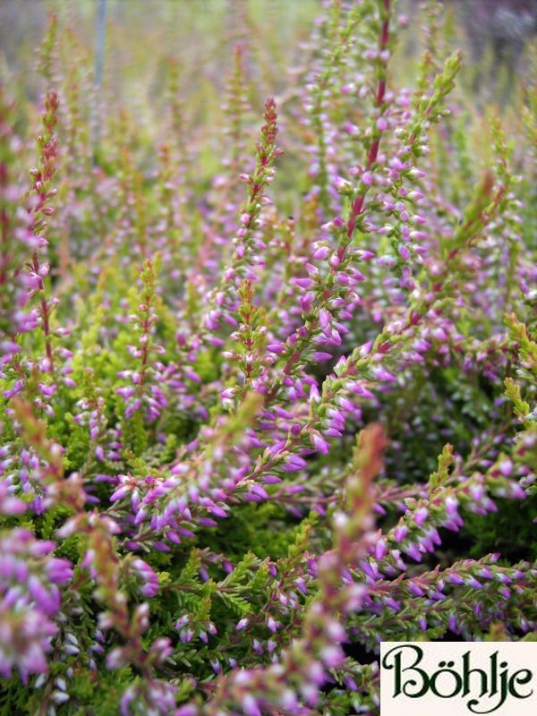 Calluna vulgaris 'Bonita' -S-