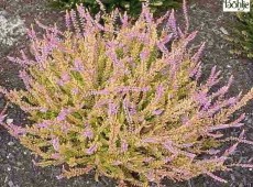 Calluna vulgaris 'Boskoop'