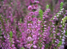 Calluna vulgaris 'Carmen'