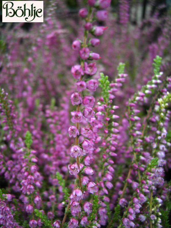 Calluna vulgaris 'Carmen'